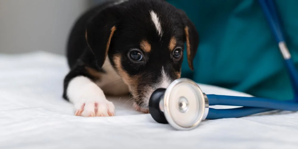 Hundekranken­versicherung Bild