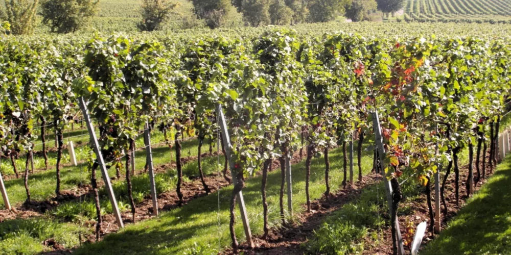 Landwirtschaftliche Versicherungen – Weinbau Bild