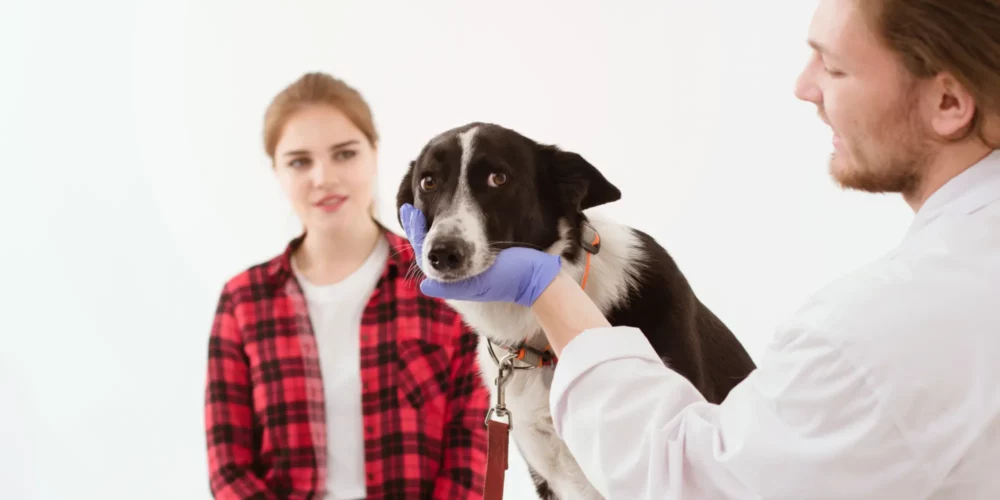 Tierkranken­versicherung Bild